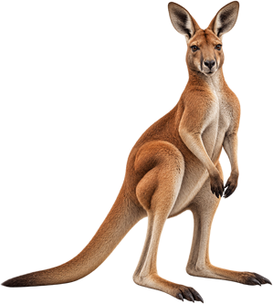 Kanguru