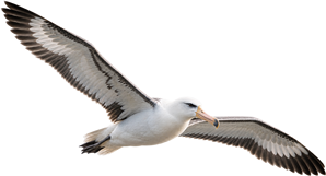 Albatros